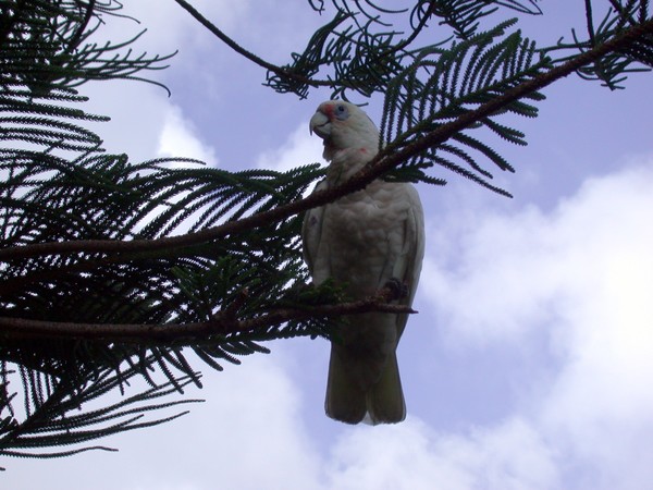Western Corella